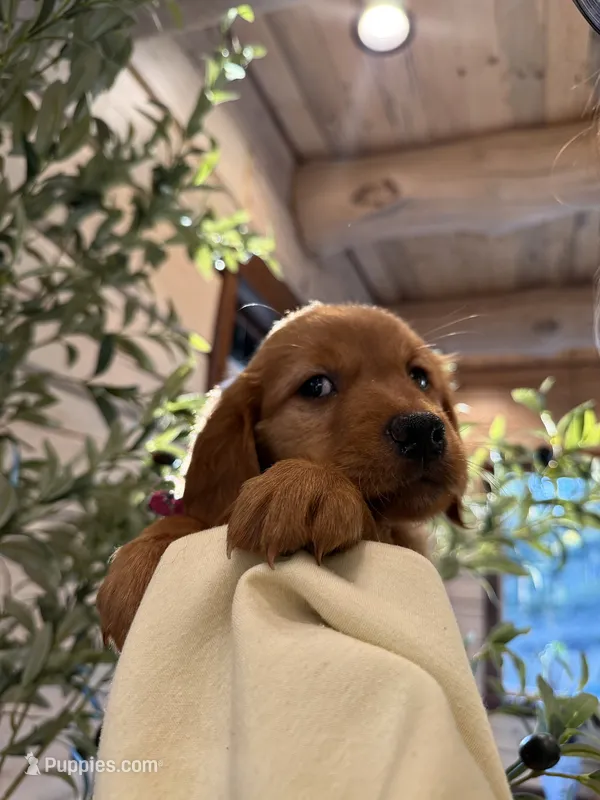 Dark Red Golden’s (Magenta Collar) – Golden Retriever puppy for sale in Black Hawk, CO
