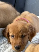 Dark Red Golden’s (Magenta Collar), a female Golden Retriever for sale in Black Hawk, CO – 8 of 8