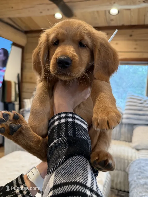 Layla (White Collar) Black Hawk – Golden Retriever puppy for sale in Black Hawk, CO