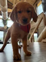 (Pink Collar) Black Hawk, a male Golden Retriever for sale in Black Hawk, CO – 6 of 6