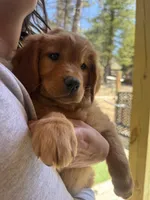 White Collar (Black Hawk) Red Goldens , a female Golden Retriever for sale in Black Hawk, CO – 1 of 8