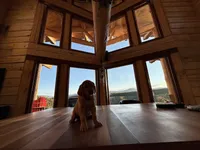 Dark Red Golden’s (Dark Brown Collar), a female Golden Retriever for sale in Black Hawk, CO – 6 of 6
