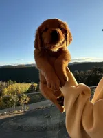 Dark Red Golden’s (Orange Collar), a female Golden Retriever for sale in Black Hawk, CO – 6 of 9