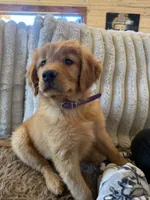 White Collar (Black Hawk) Red Goldens , a female Golden Retriever for sale in Black Hawk, CO – 4 of 8