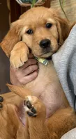 (Yellow Collar) Black Hawk, a female Golden Retriever for sale in Black Hawk, CO – 1 of 5