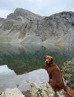 Dark Red Golden’s (Orange Collar), a female Golden Retriever for sale in Black Hawk, CO – 8 of 9