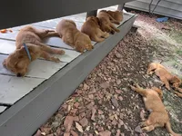 Pink Collar (Golden CO), a female Golden Retriever for sale in Black Hawk, CO – 3 of 3
