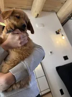 Yellow Collar (Black Hawk) Red Goldens, a female Golden Retriever for sale in Black Hawk, CO – 8 of 9