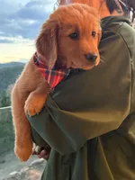 (Pink Collar) Golden CO, a female Golden Retriever for sale in Black Hawk, CO – 6 of 7