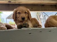 Pink Collar (Golden CO), a female Golden Retriever for sale in Black Hawk, CO – 2 of 3