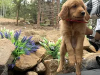 (Red Collar) Black Hawk, a female Golden Retriever for sale in Black Hawk, CO – 5 of 7