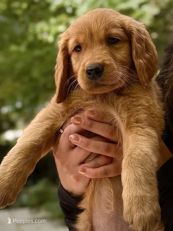 Pink Collar (Golden CO) – Golden Retriever puppy for sale in Black Hawk, CO
