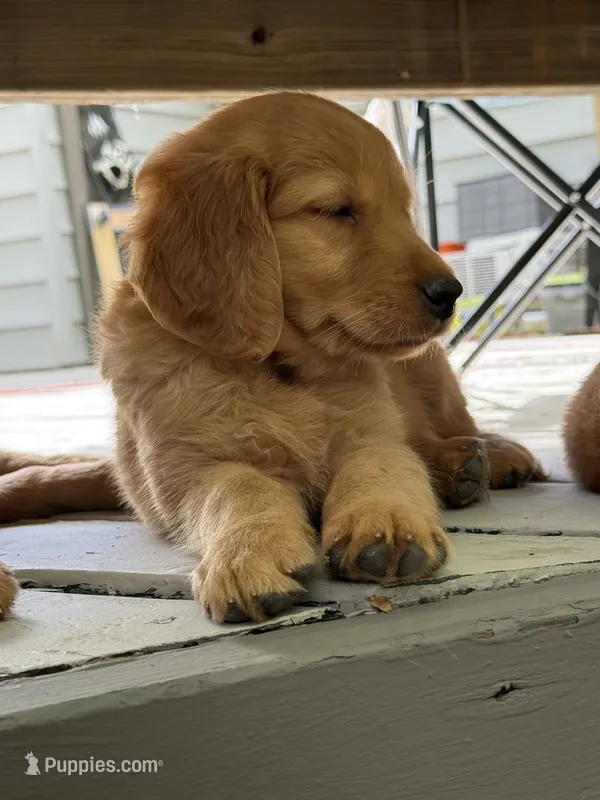 Pink Collar (Golden CO) – Golden Retriever puppy for sale in Black Hawk, CO