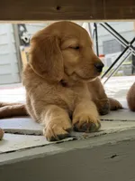 Pink Collar (Golden CO), a female Golden Retriever for sale in Black Hawk, CO – 1 of 3