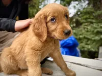 Purple Collar (Golden CO), a female Golden Retriever for sale in Black Hawk, CO – 2 of 10