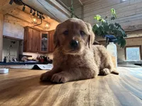 Purple Collar (Black Hawk), a female Golden Retriever for sale in Black Hawk, CO – Photo 6 of 8
