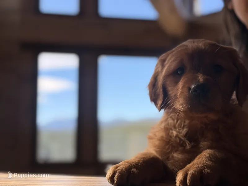Purple Collar (Black Hawk) – Golden Retriever puppy for sale in Black Hawk, CO
