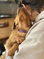 Purple Collar (Black Hawk), a female Golden Retriever for sale in Black Hawk, CO – Photo 2 of 8