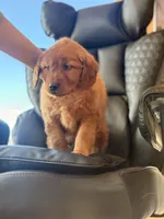 Purple Collar (Black Hawk), a female Golden Retriever for sale in Black Hawk, CO – Photo 4 of 8