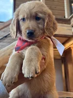 (Pink Collar) Black Hawk, a male Golden Retriever for sale in Black Hawk, CO – 5 of 6