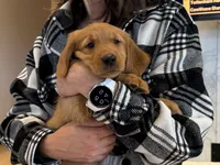 Layla (White Collar) Black Hawk, a female Golden Retriever for sale in Black Hawk, CO – 5 of 6