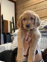 (Brown Collar) Black Hawk, a female Golden Retriever for sale in Black Hawk, CO – 4 of 7