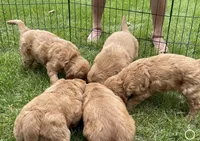 Layla (Red Golden’s) , a male Golden Retriever for sale in Black Hawk, CO – 3 of 5