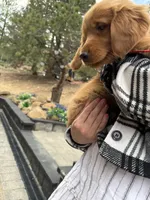 (Red Collar) Black Hawk, a female Golden Retriever for sale in Black Hawk, CO – 3 of 7