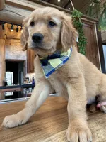 (Yellow Collar) Black Hawk, a female Golden Retriever for sale in Black Hawk, CO – 5 of 5