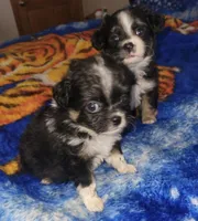 Pomeranian / Poodle Mixs, a female Pomeranian for sale in Black Hawk, CO – Photo 1 of 5