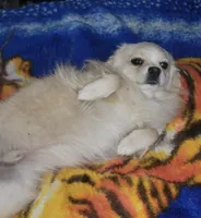 Pomeranian / Poodle Mixs, a female Pomeranian for sale in Black Hawk, CO – Photo 4 of 5