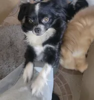 Pomeranian / Poodle Mixs, a female Pomeranian for sale in Black Hawk, CO – Photo 3 of 5