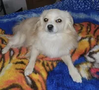 Pomeranian / Poodle Mixs, a female Pomeranian for sale in Black Hawk, CO – Photo 5 of 5