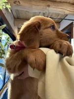 Dark Red Golden’s (Magenta Collar), a female Golden Retriever for sale in Black Hawk, CO – 5 of 8