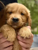 Light Blue Collar (Golden, CO), a male Golden Retriever for sale in Black Hawk, CO – 2 of 10