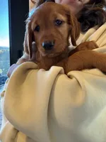 Dark Red Golden’s (Dark Brown Collar), a female Golden Retriever for sale in Black Hawk, CO – 3 of 6