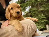 Black Collar (Golden, CO), a male Golden Retriever for sale in Black Hawk, CO – 3 of 10