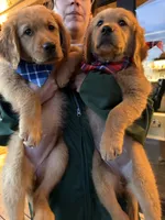 (Tilly) Golden CO, a female Golden Retriever for sale in Black Hawk, CO – 7 of 8
