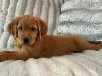 Dark Red Golden’s (Last pup!), a female Golden Retriever for sale in Black Hawk, CO – 4 of 8