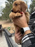 (Red Collar) Black Hawk, a female Golden Retriever for sale in Black Hawk, CO – 4 of 7