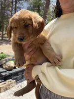 Benny (Red AKC) Black Hawk, a male Golden Retriever for sale in Black Hawk, CO – 7 of 8