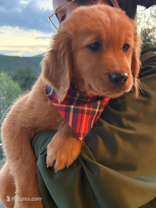 (Pink Collar) Golden CO – Golden Retriever puppy on hold in Black Hawk, CO
