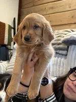 (Brown Collar) Black Hawk, a female Golden Retriever for sale in Black Hawk, CO – 5 of 7
