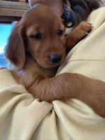 Dark Red Golden’s (Dark Brown Collar), a female Golden Retriever for sale in Black Hawk, CO – 2 of 6