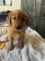 Yellow Collar (Black Hawk) Red Goldens, a female Golden Retriever for sale in Black Hawk, CO – 4 of 9