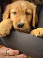 Black Collar (Golden, CO), a male Golden Retriever for sale in Black Hawk, CO – 2 of 10