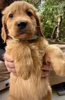 Light Blue Collar (Golden, CO), a male Golden Retriever for sale in Black Hawk, CO – 3 of 10
