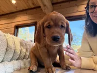 Dark Red Golden’s (Brown Male), a male Golden Retriever for sale in Black Hawk, CO – 4 of 6