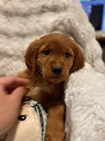 Red Golden’s (Ruby), a female Golden Retriever for sale in Black Hawk, CO – Photo 3 of 8