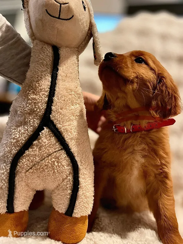 Red Golden’s (Ruby), a female Golden Retriever for sale in Black Hawk, CO – Photo 1 of 8